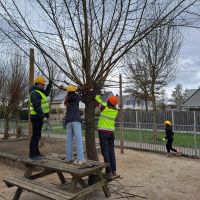 De wilgen zijn weer geknot